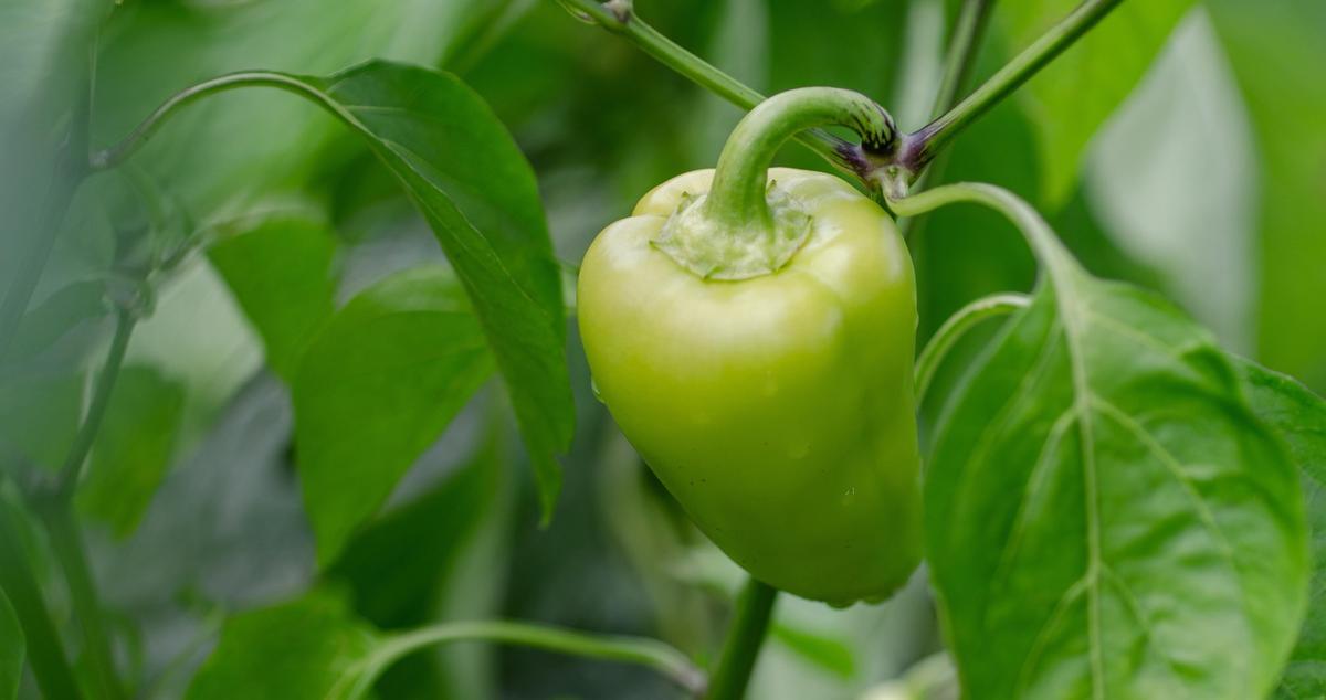 web-pepper