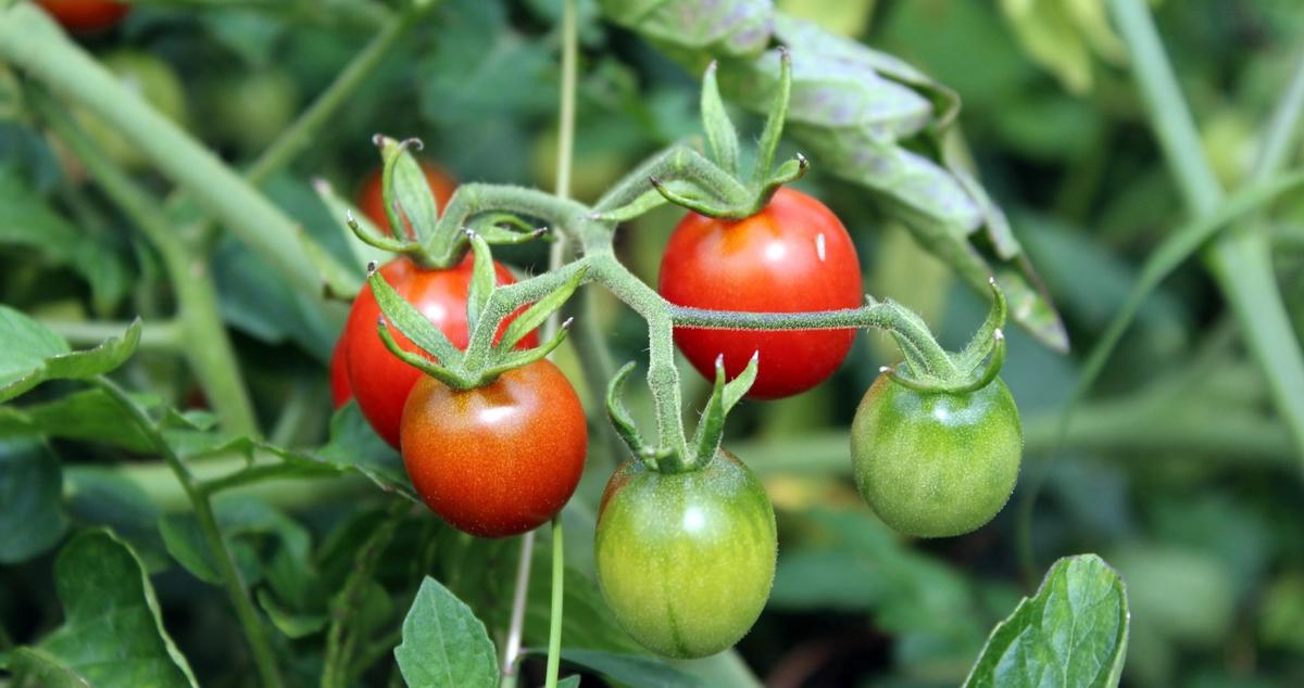 web-tomatoes