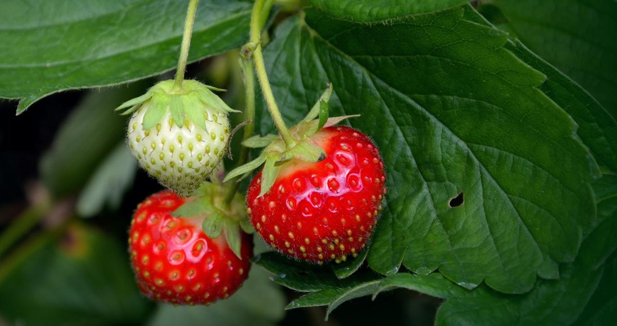 webstrawberry-plant-751178