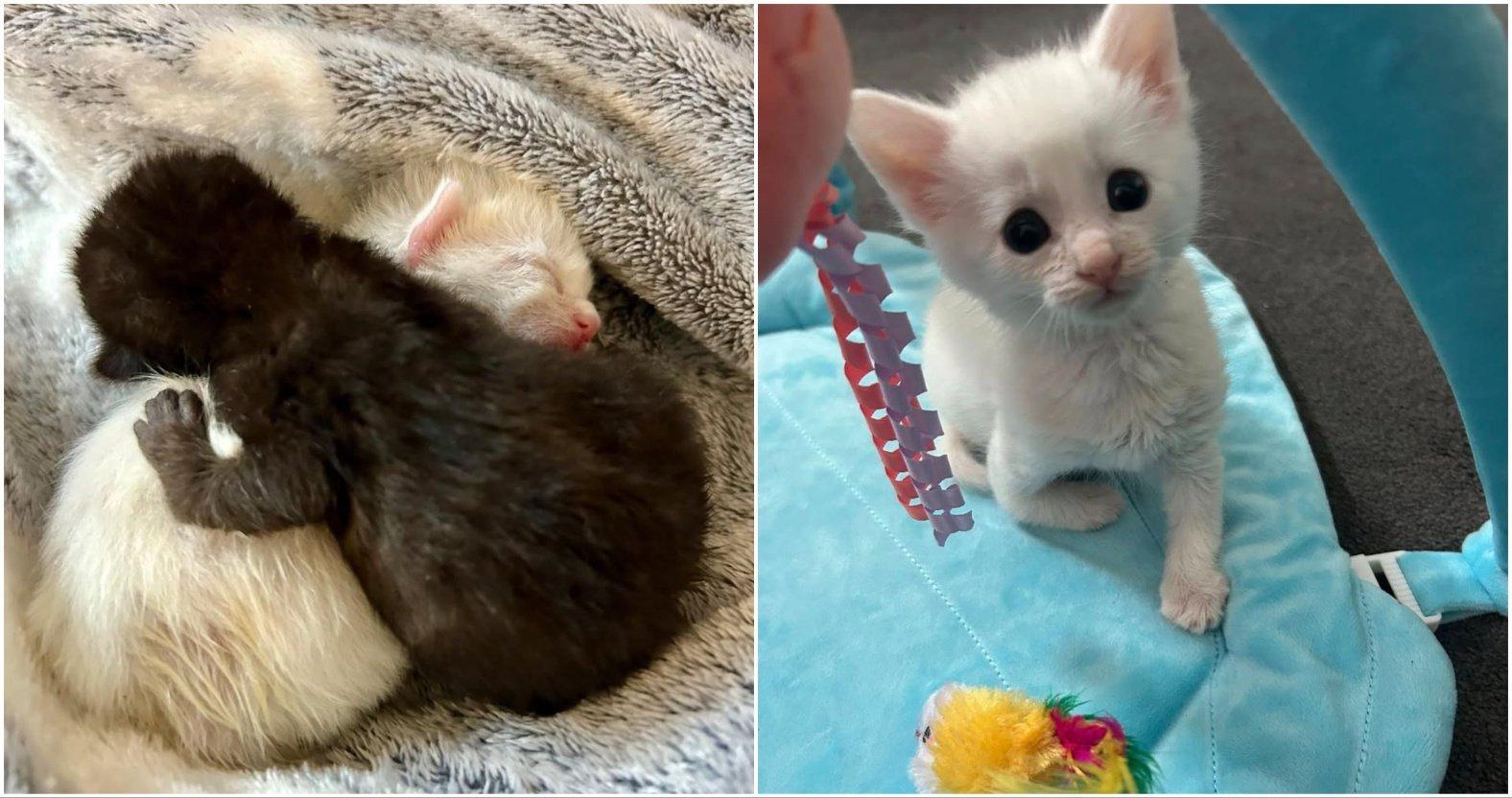 harrogatecatrescue-noirneve