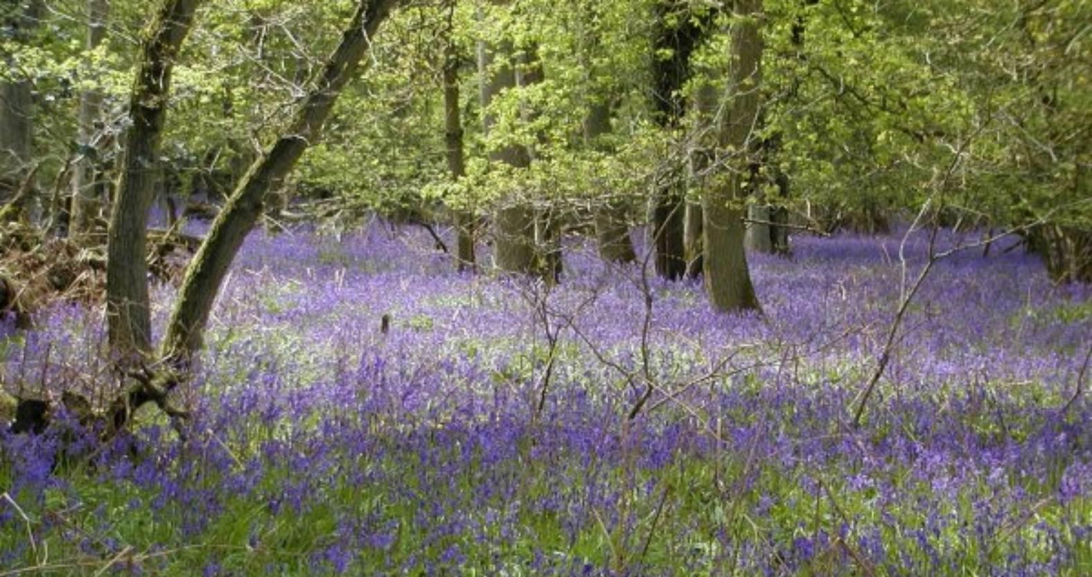 bluebells2