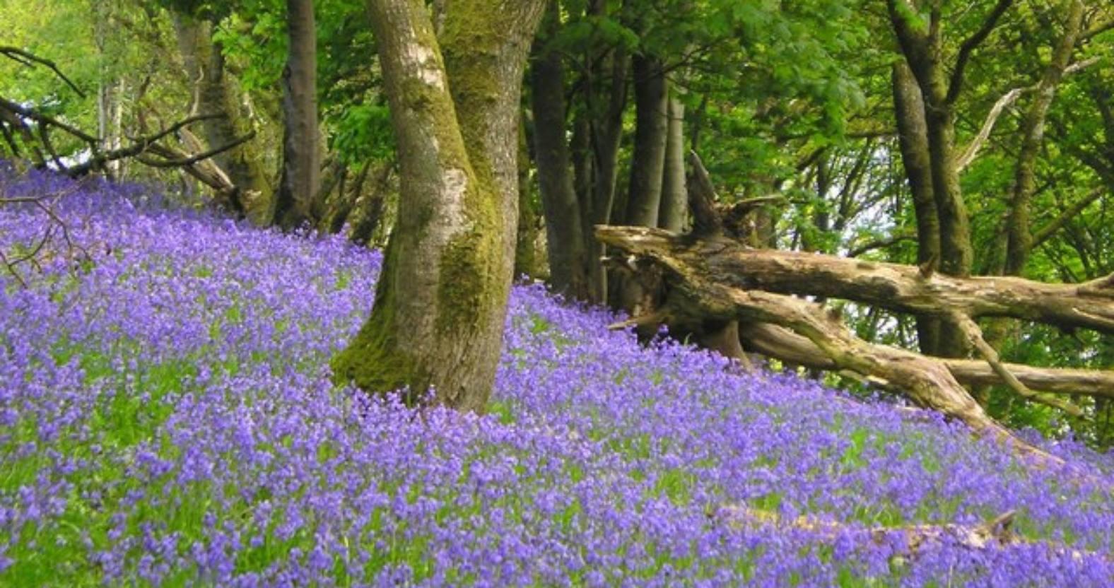 bluebells3