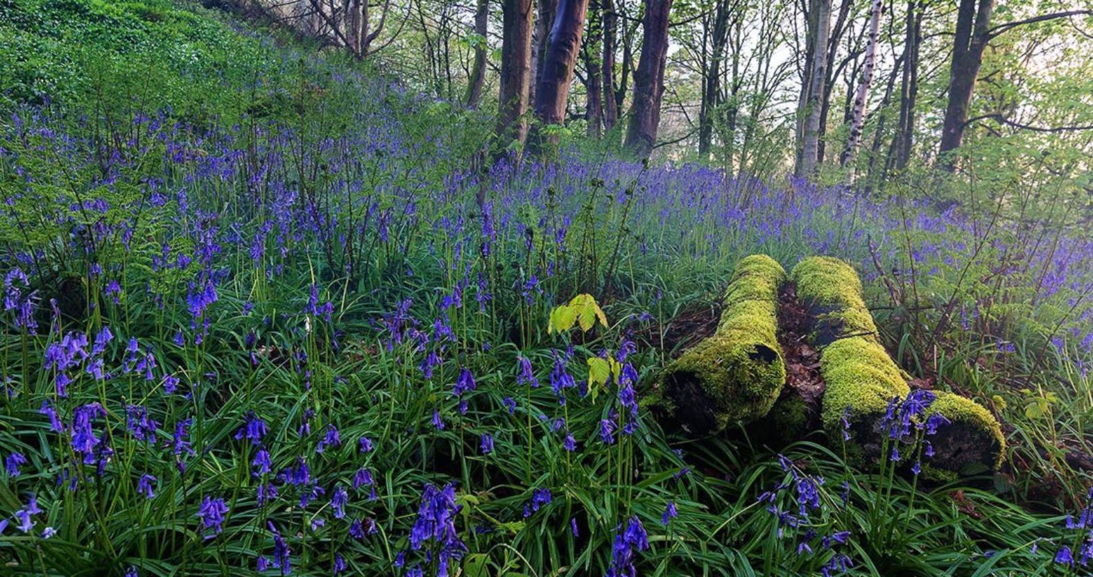 hackfall-bluebells