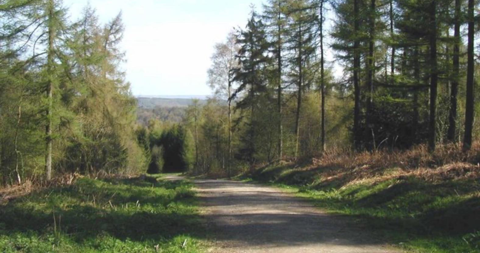 yearsleywoods