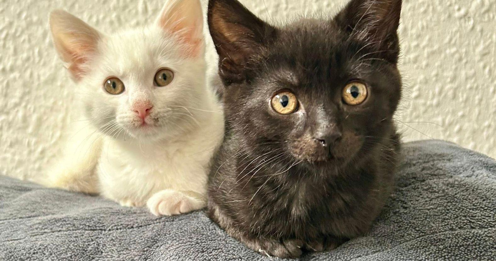 catrescue-noirneve-11wks