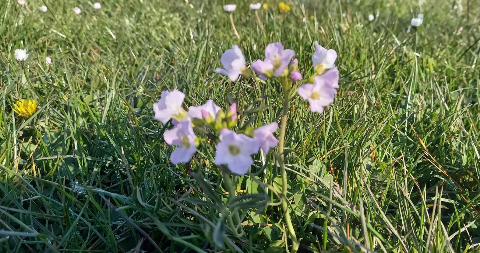 harrogate-stray-ladyssmock