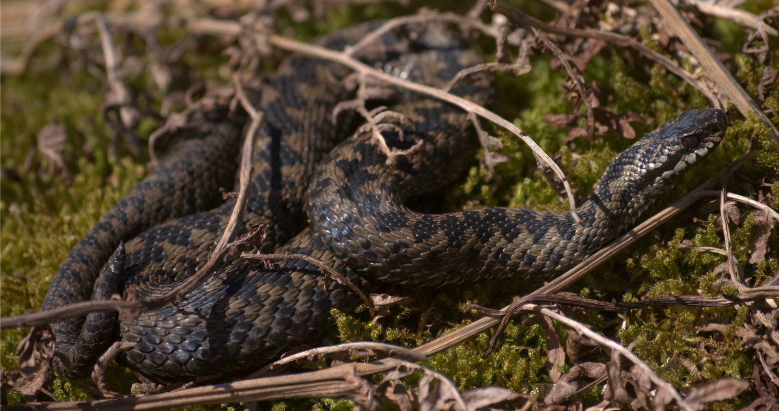 nidderdale-adder-will-askew