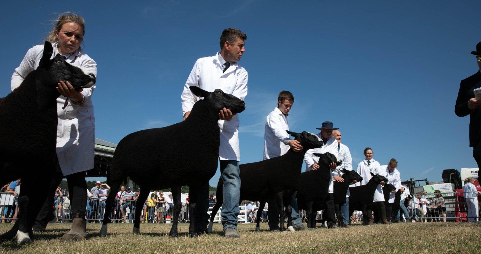 gys2026-zwartblessheep