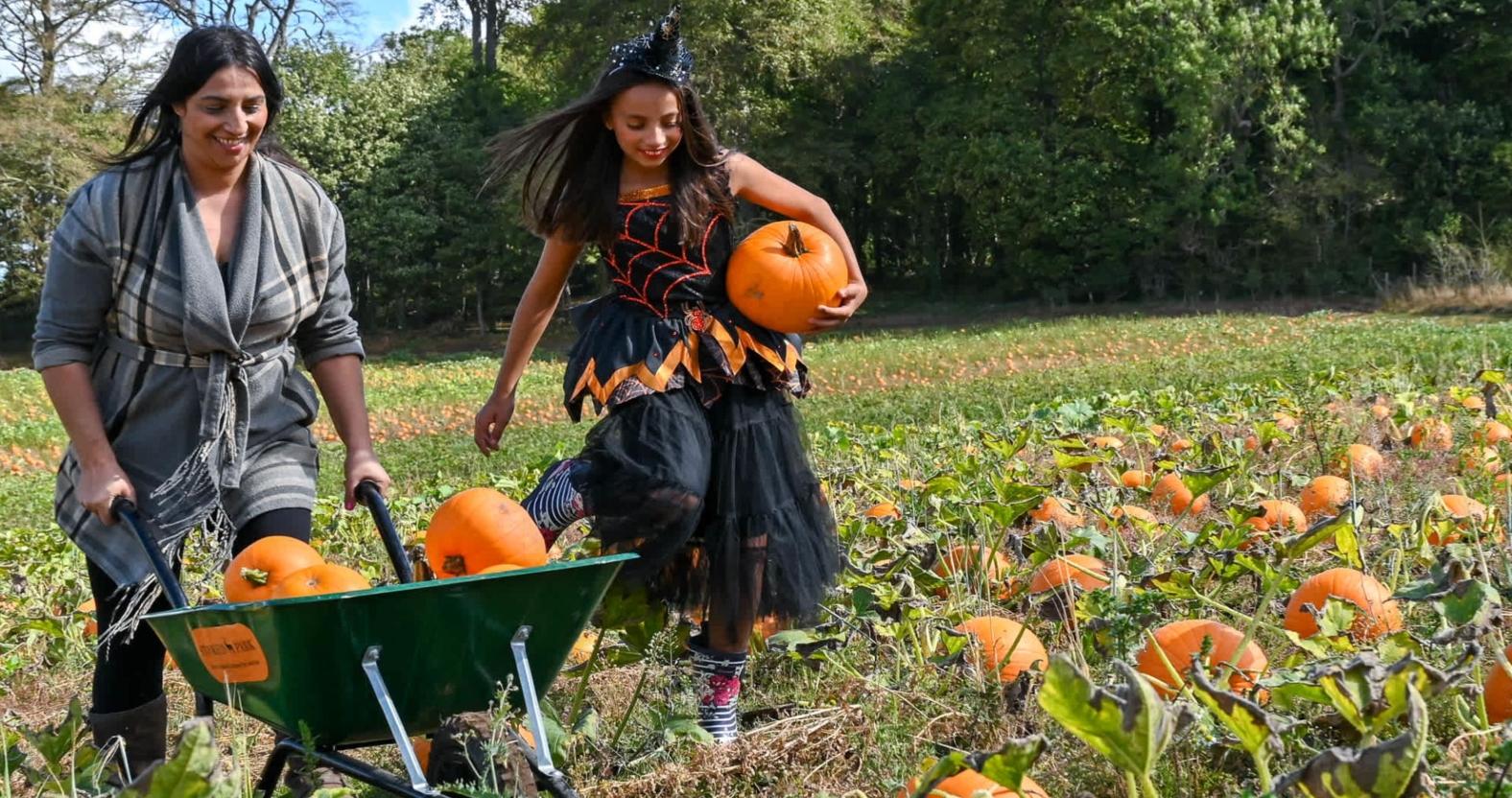 pumpkin