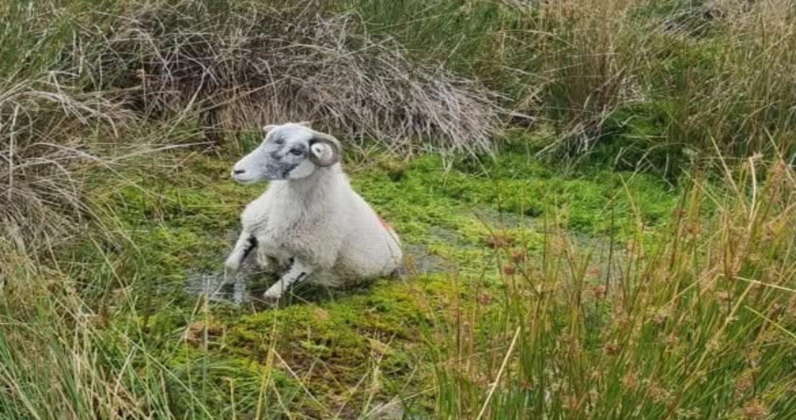 sheep-in-bog