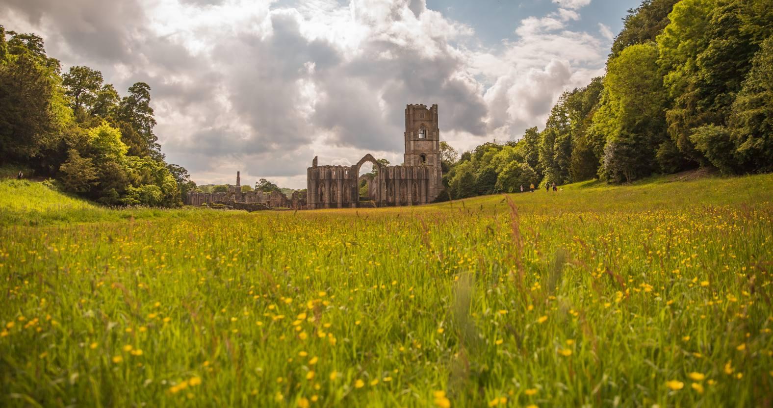 fountainsabbey-eastgreen-wildflowers