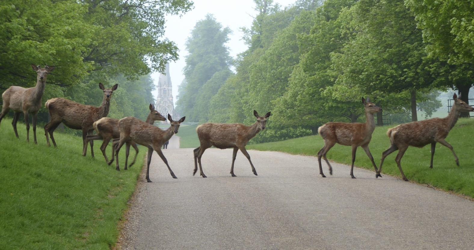heathermiddleton-deercrossing