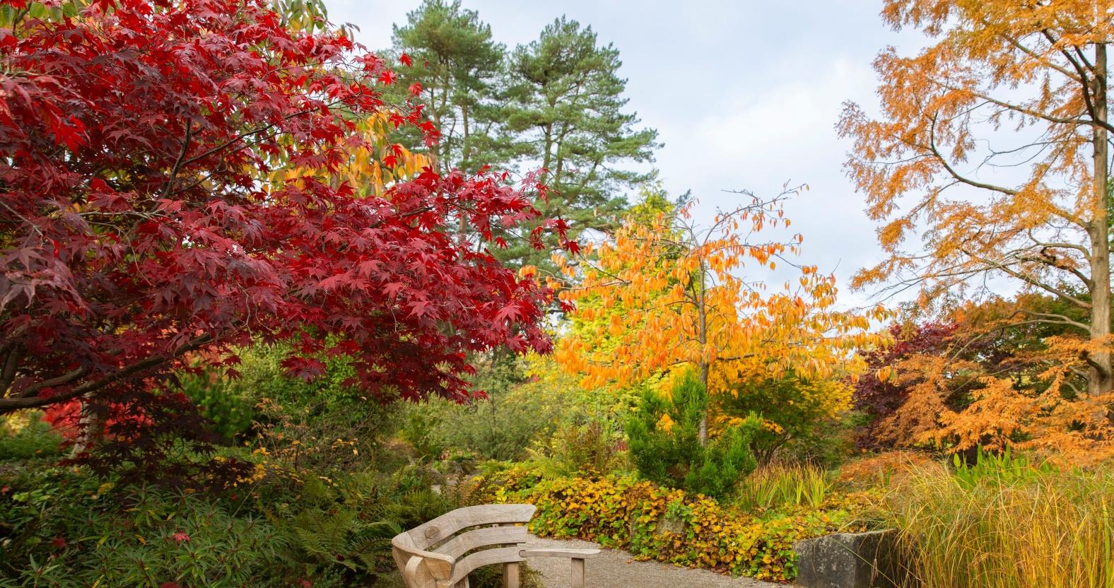 harlow_carr_autumn_kat_weatherill_october_2024_130