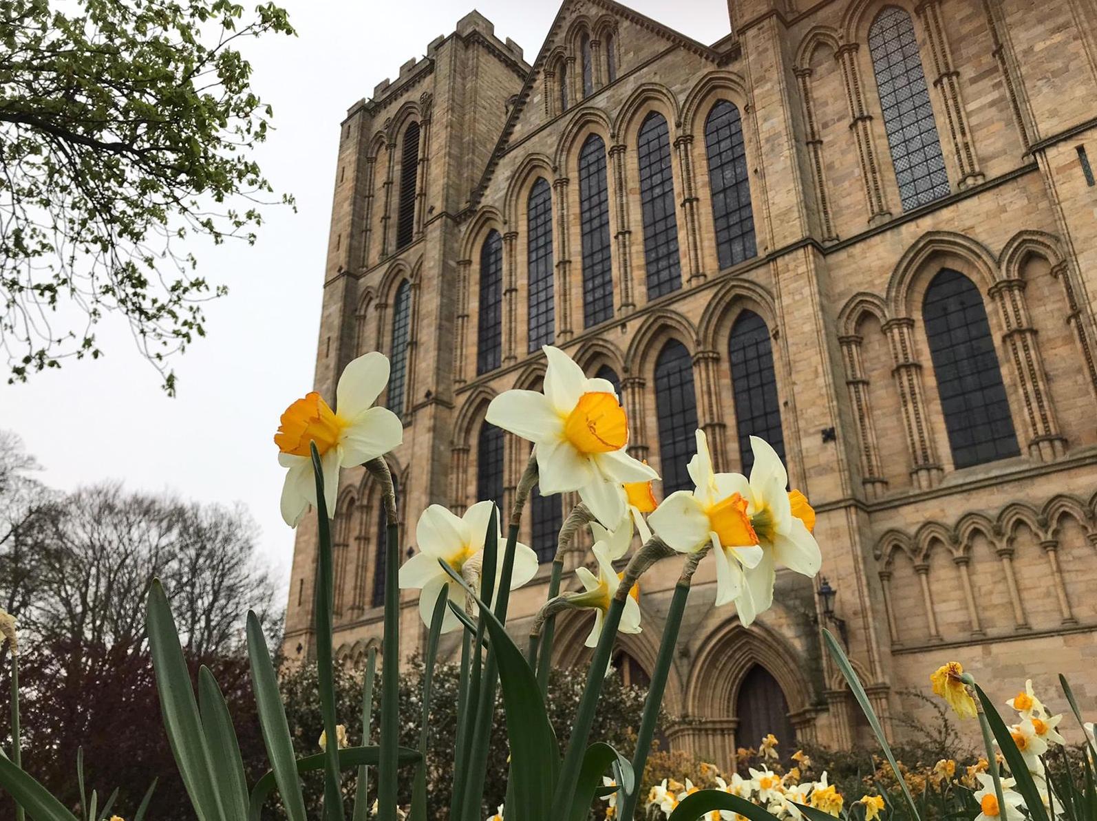ripon-cathedral-daffodils