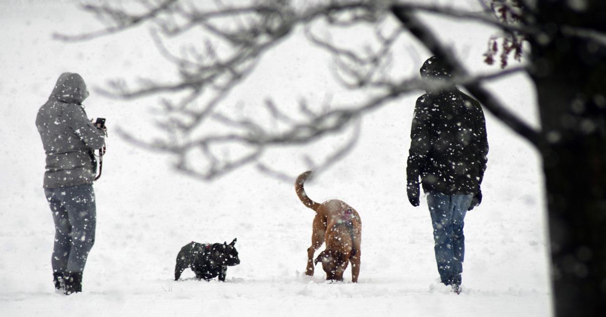 harrogate-snow-dogs-on-stray