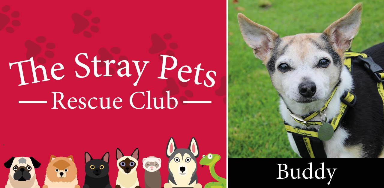 stray-pets-header-buddy