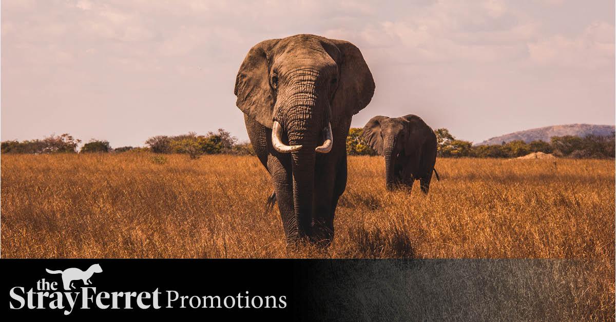 ventur-advertorial-header