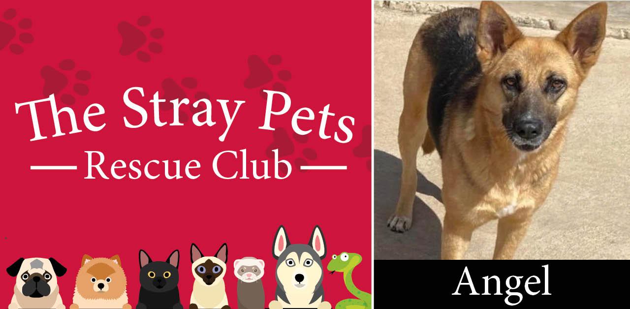 stray-pets-rescue-club-june