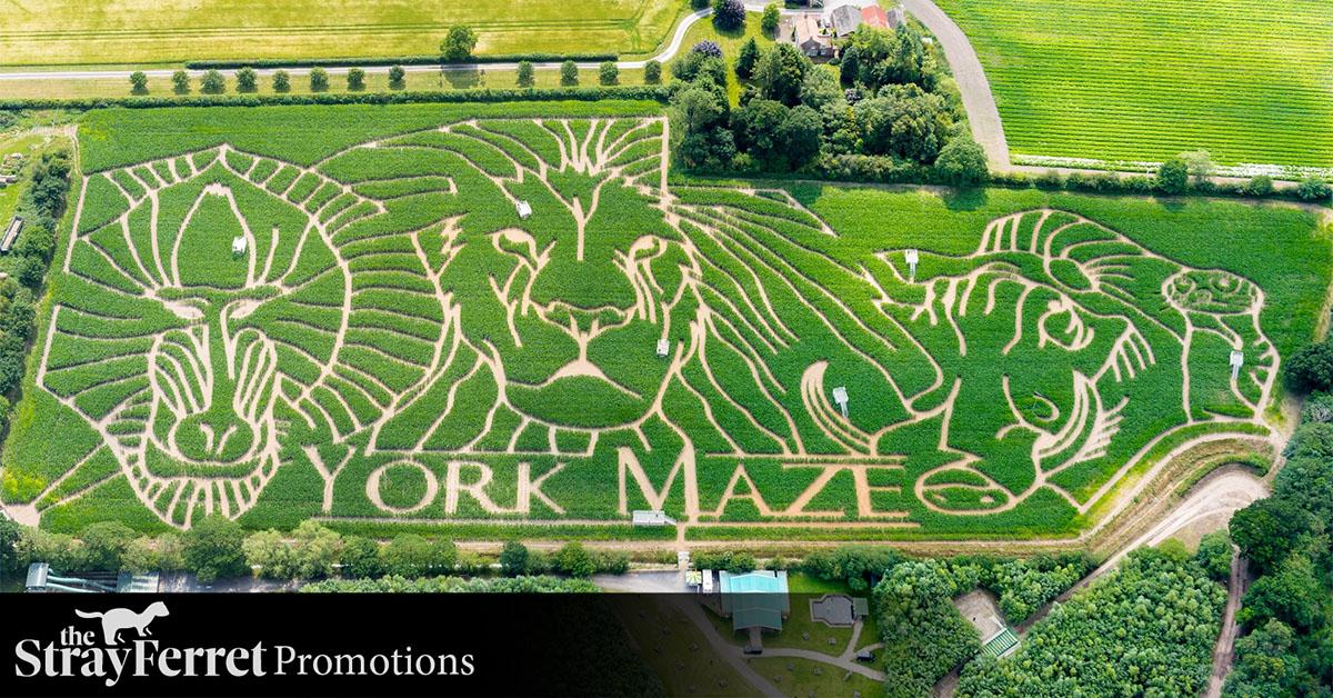 advertorial-york-maze-psd