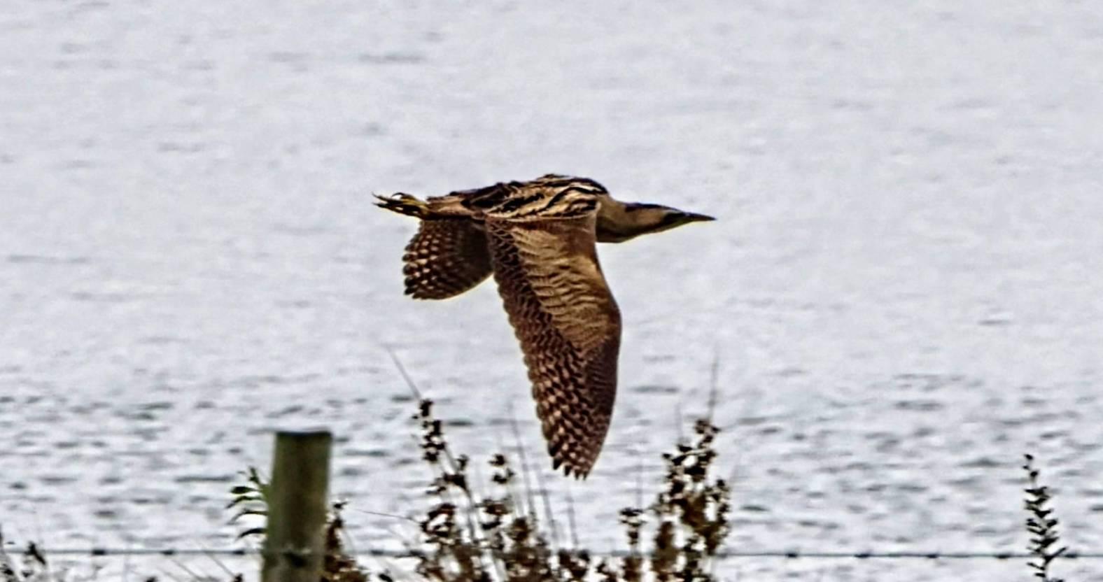 bittern