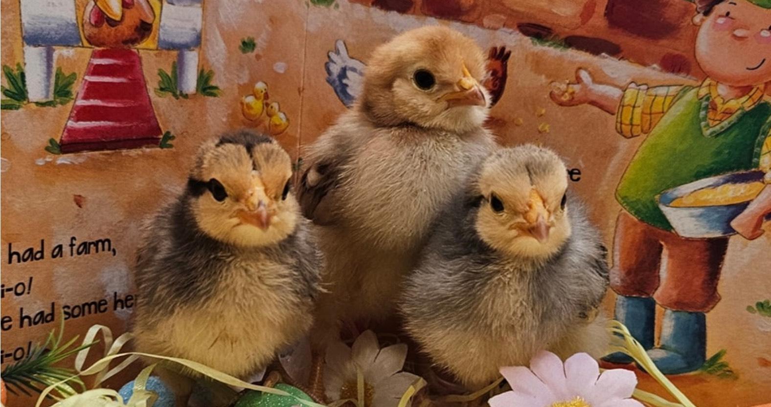 web-chicks-2