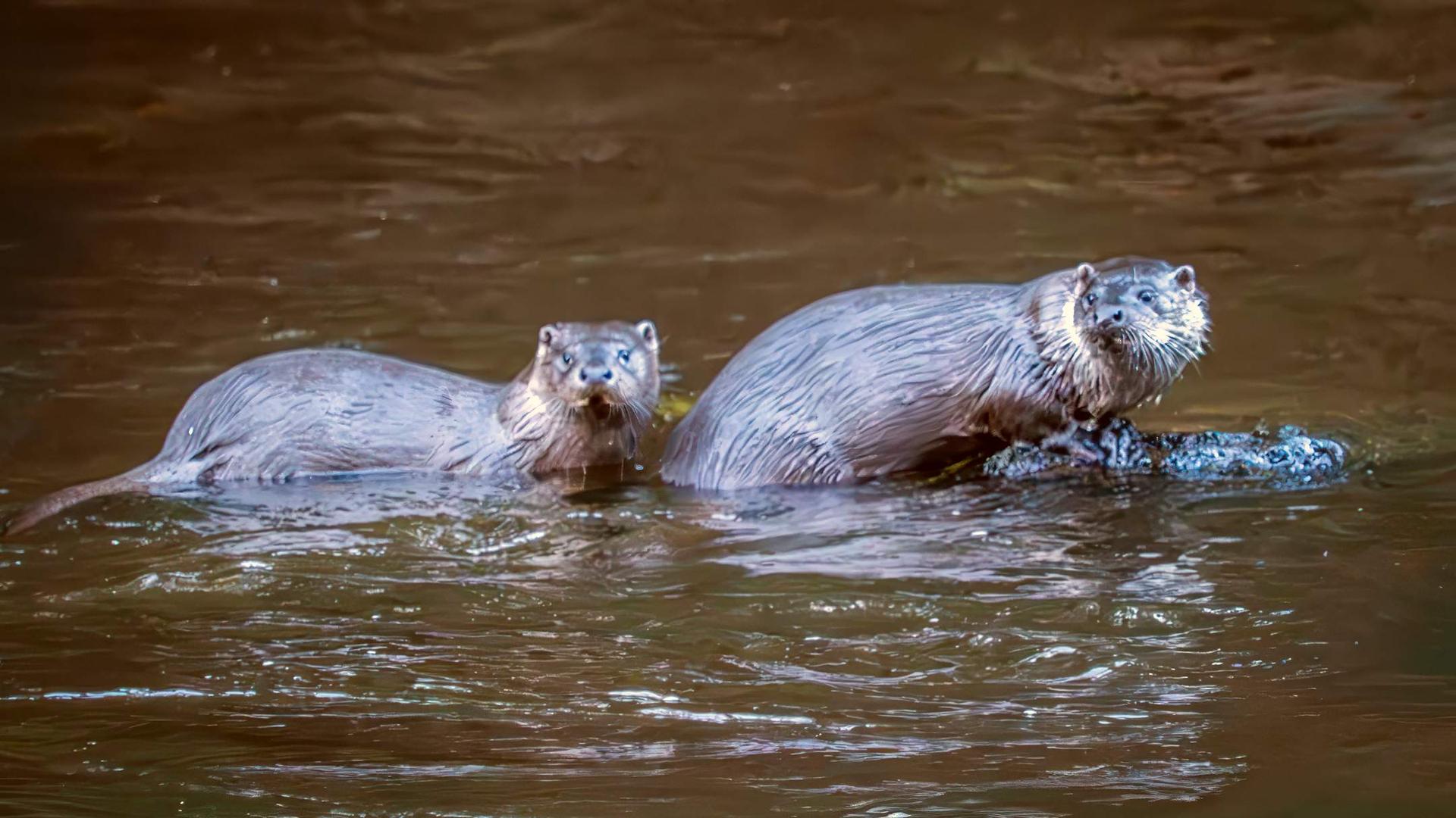 michellebray-otters