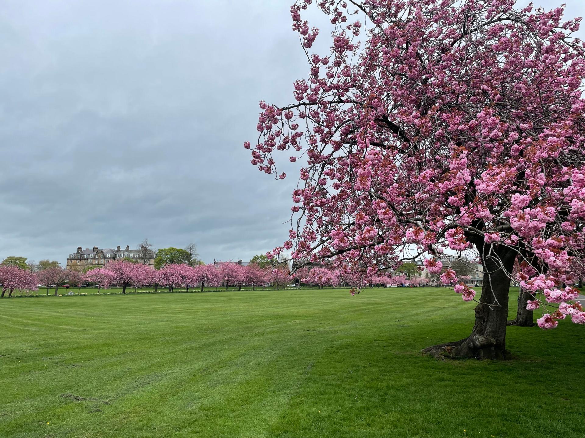 cherry-blossom-12-2