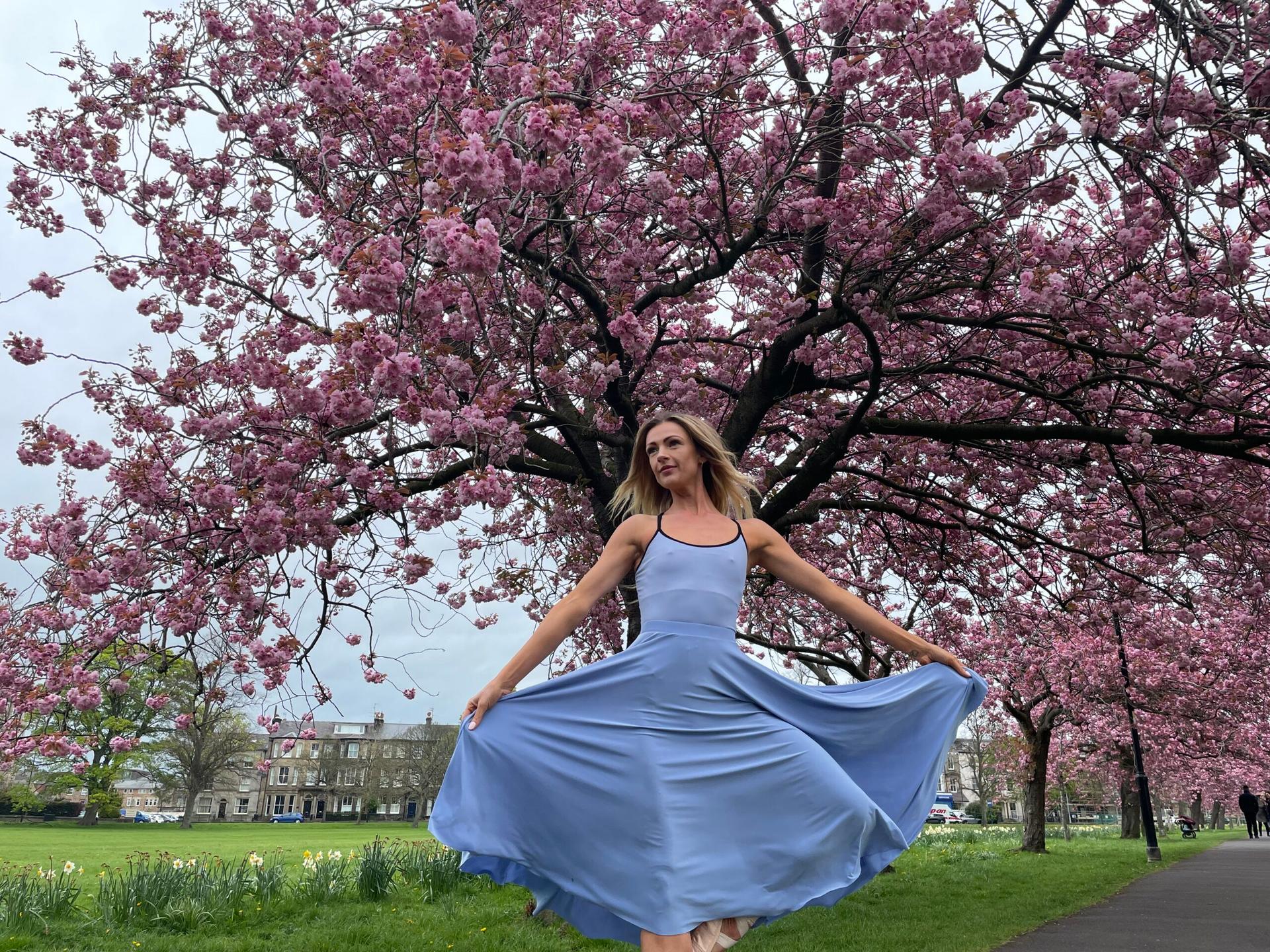 cherry-blossom-14