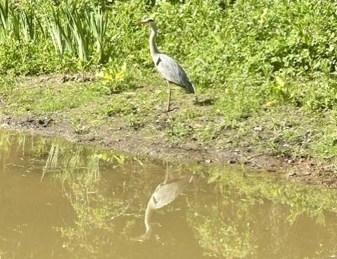 richardthompson-greyheron-1