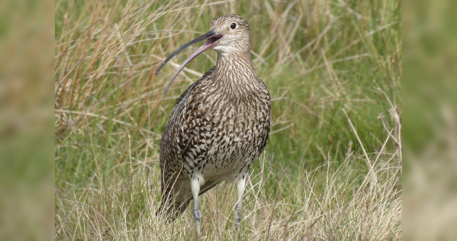 heathermiddleton-curlew-edit