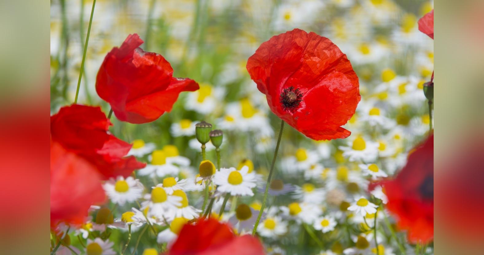 douglasyoung-poppies-edit