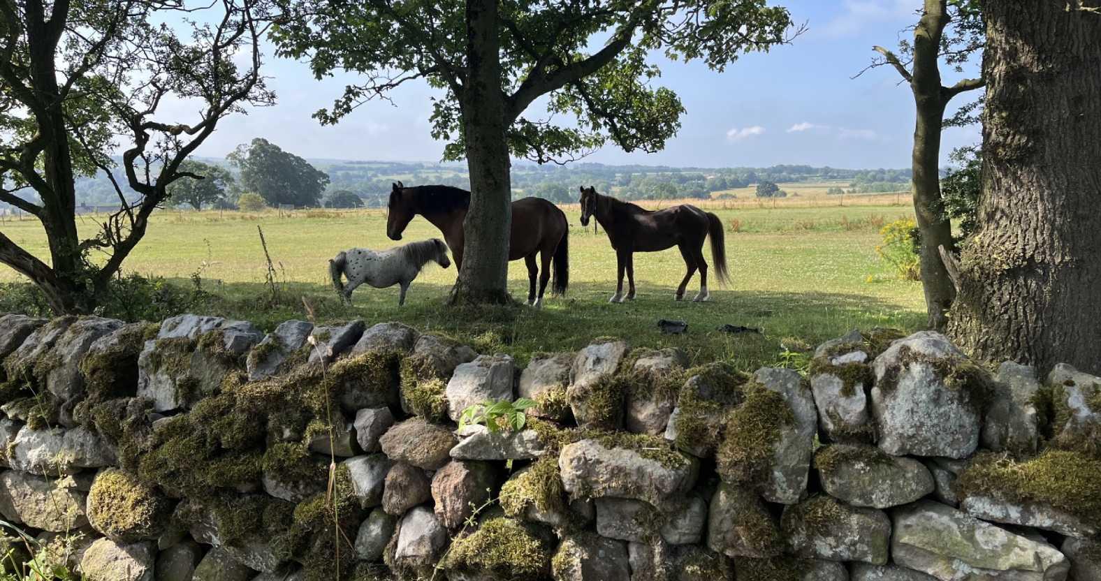 margolis-ponies-wall