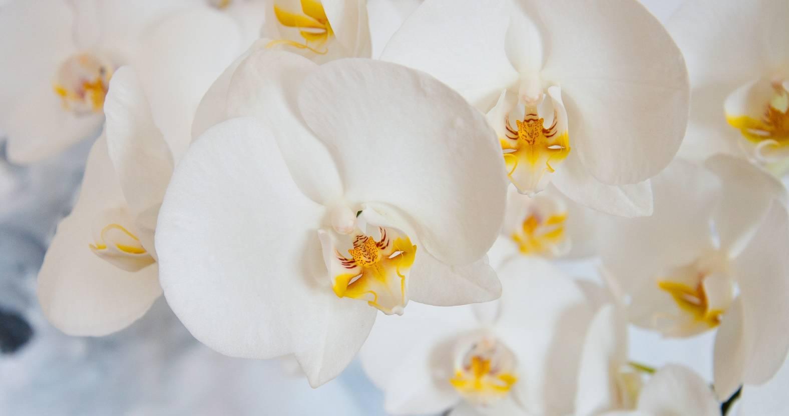 web-orchid