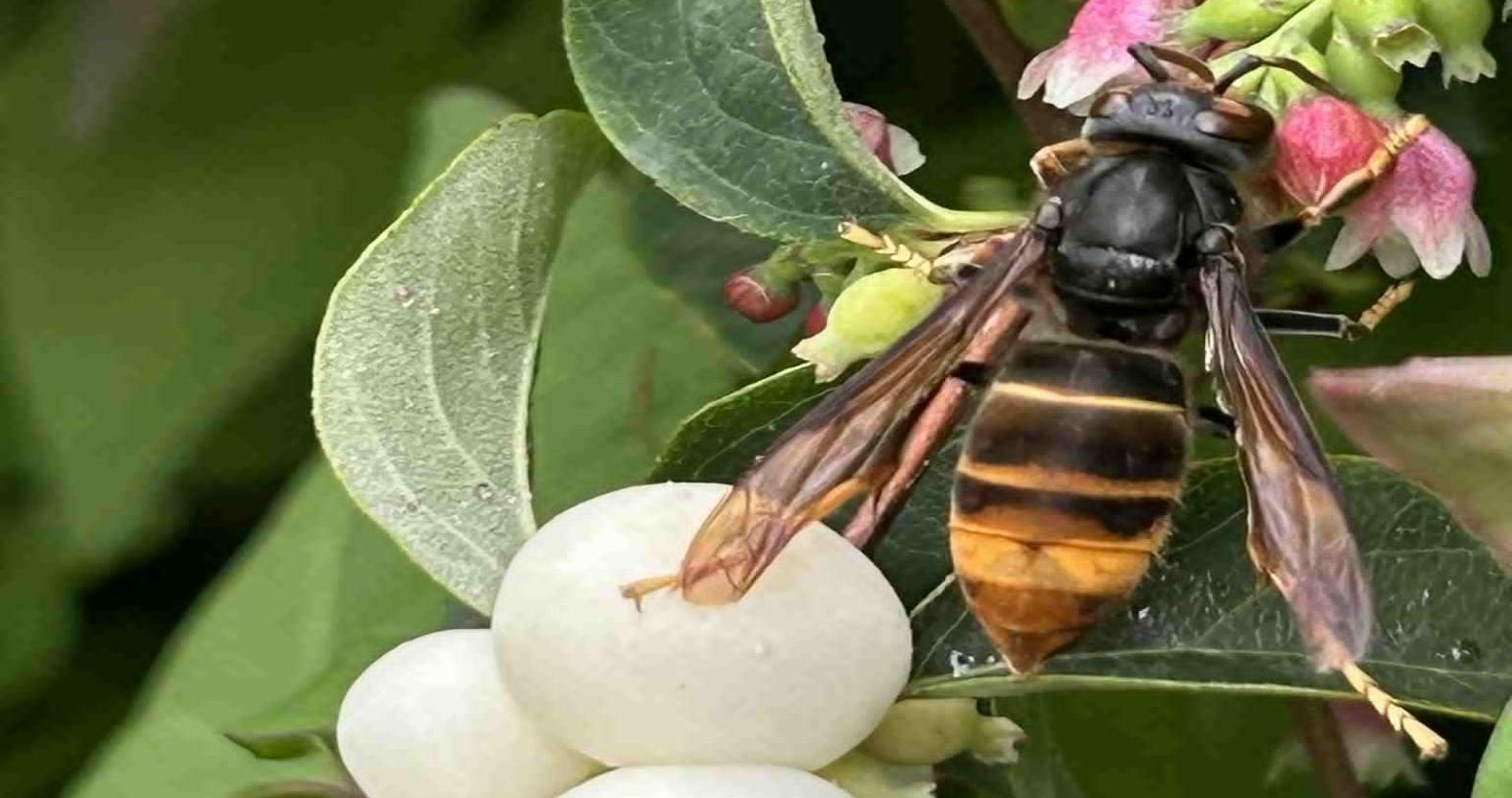 yellow-legged-hornet-langton