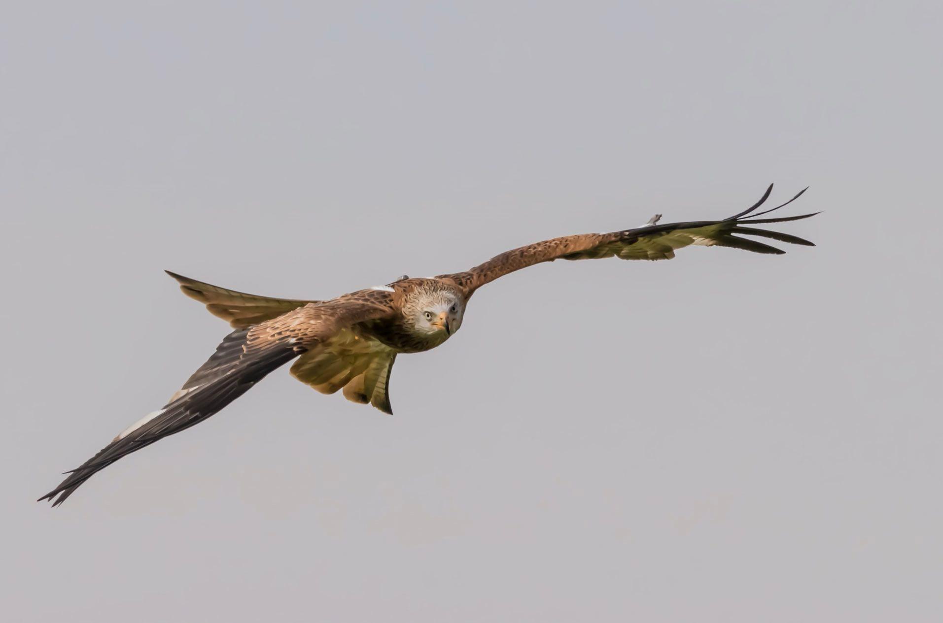 red-kite-bird