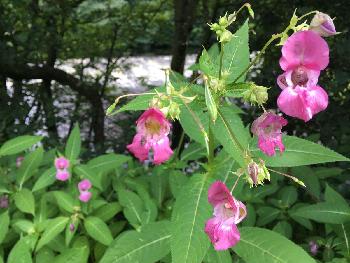 himalayan-balsam