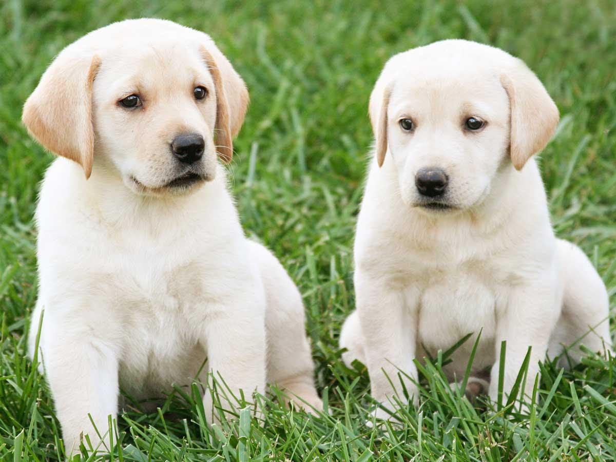 puppies-on-the-grass