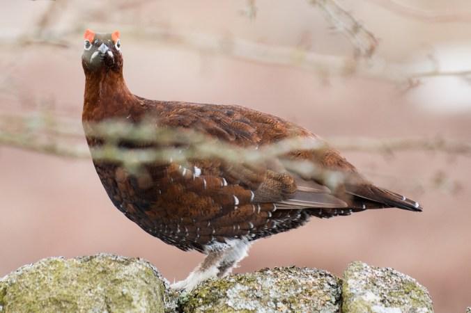 red-grouse_paul-skirrow