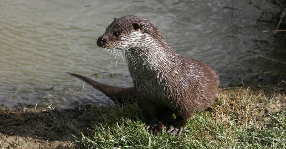 otter-1220x628