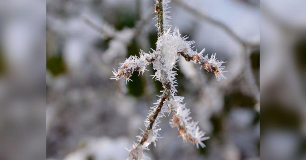 ice-branch