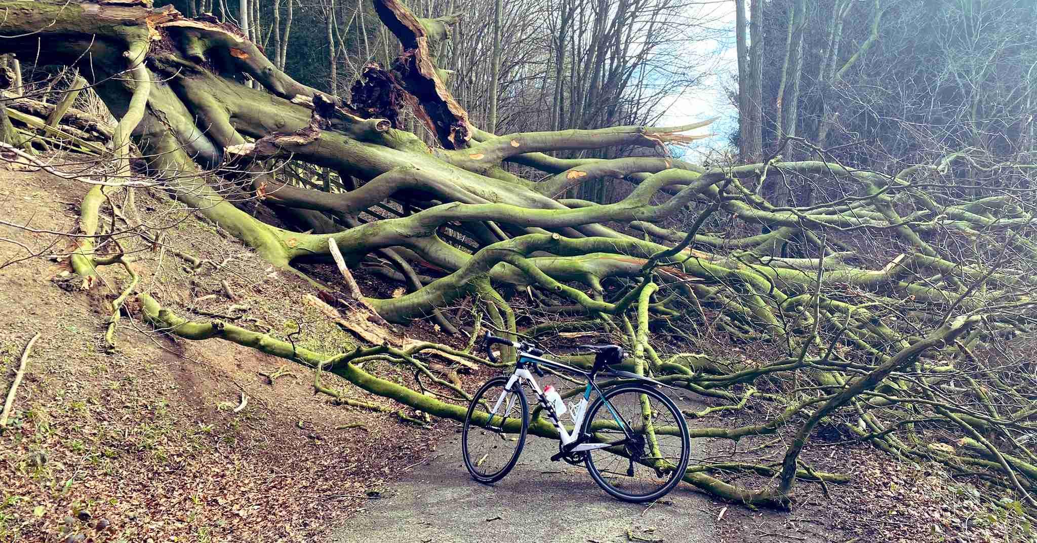 ripley-fallen-tree