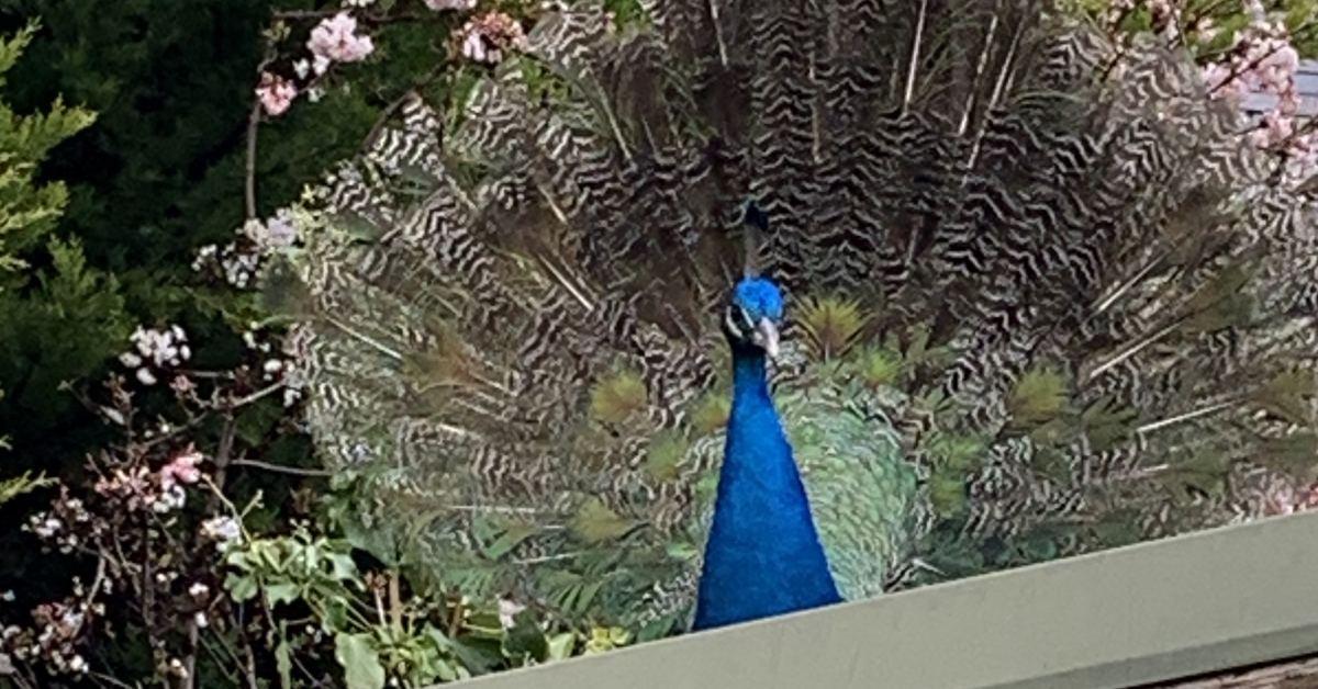 peacock