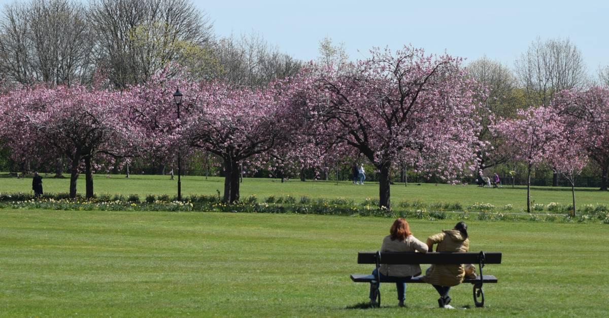 cherry-blossoms