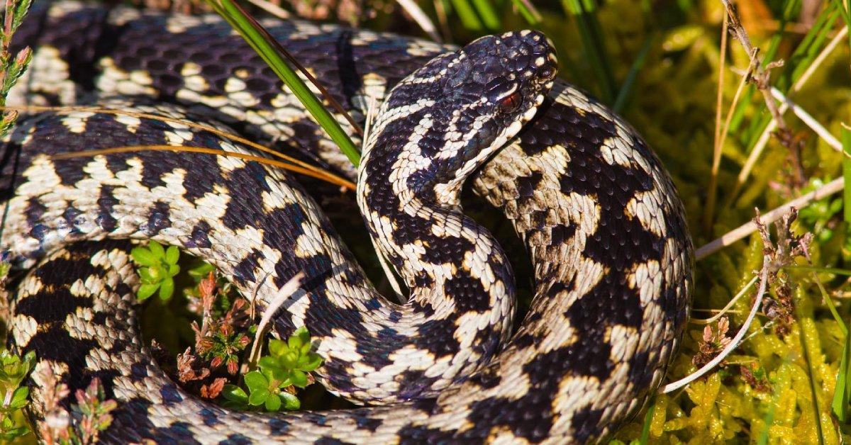 adder