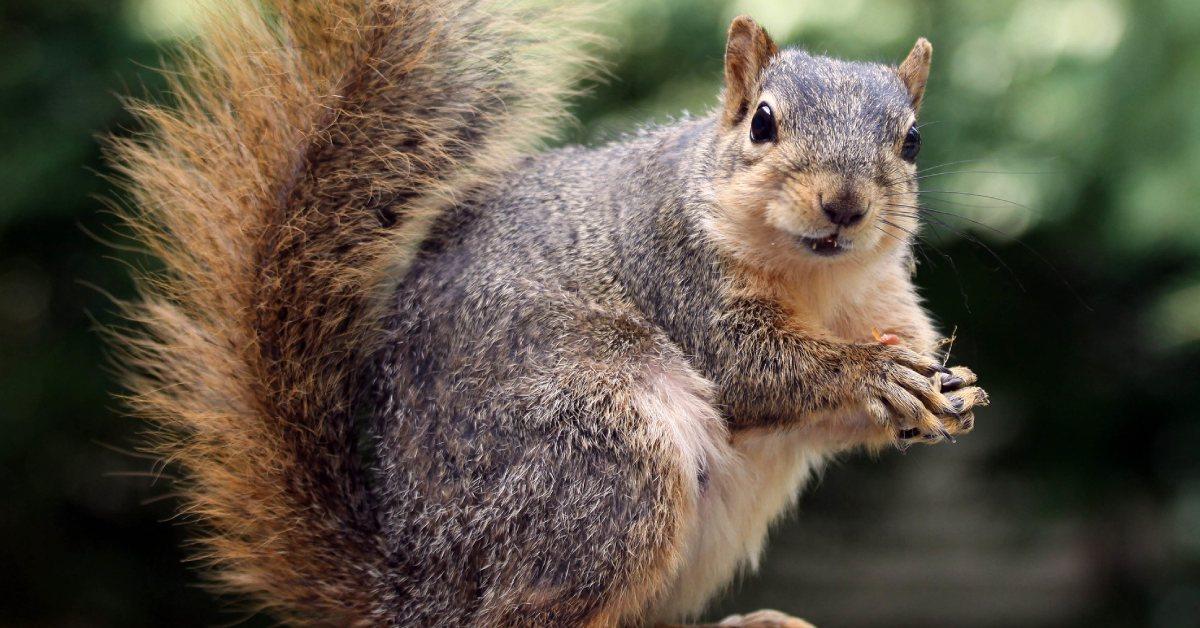 baby-squirrel