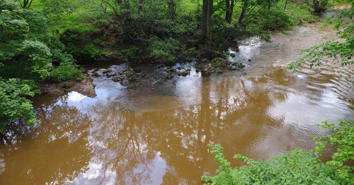 Opaque, pale brown water in the River Nidd, caused by pollution.