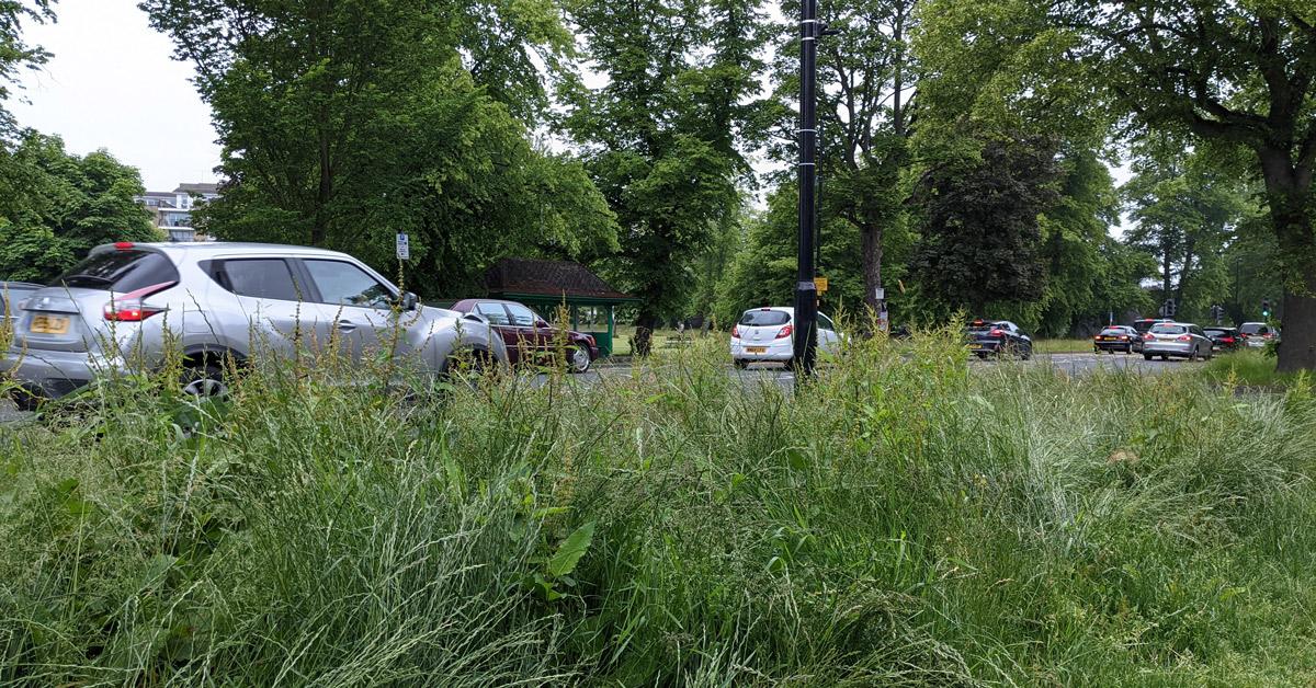 overgrown-grass-verges