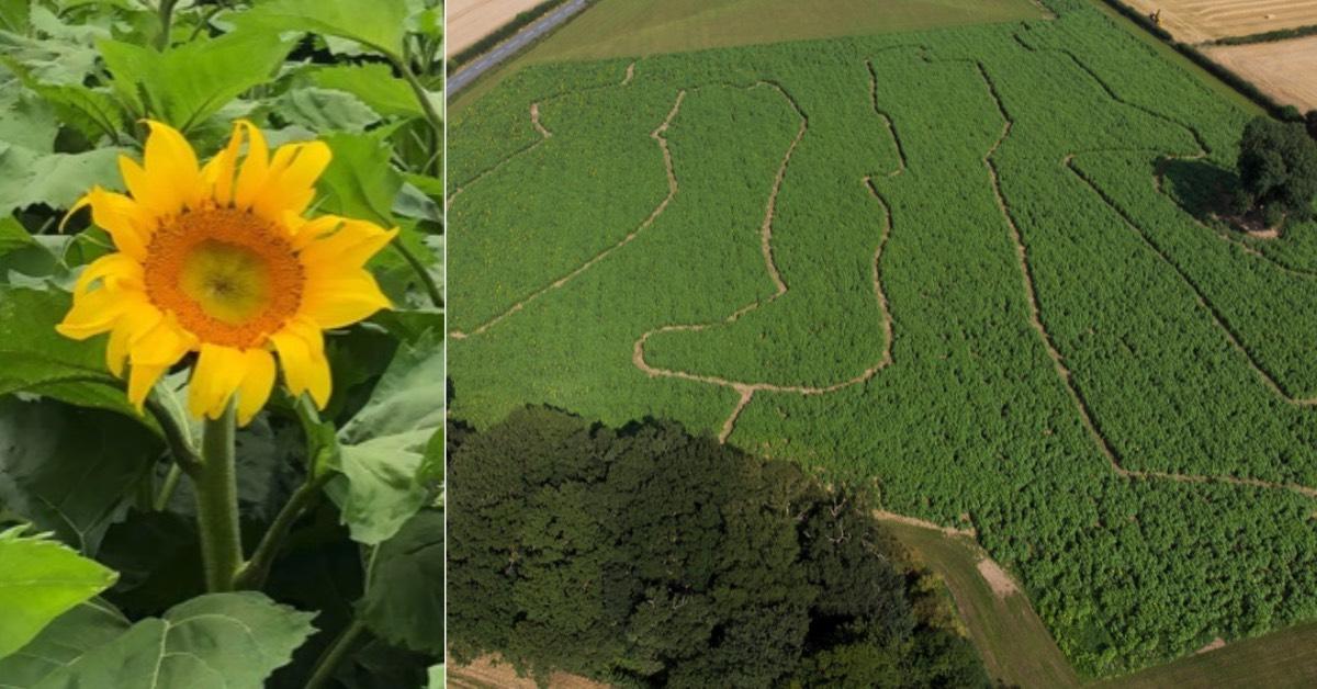 sunflower-walk