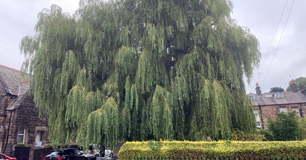 willow-tree