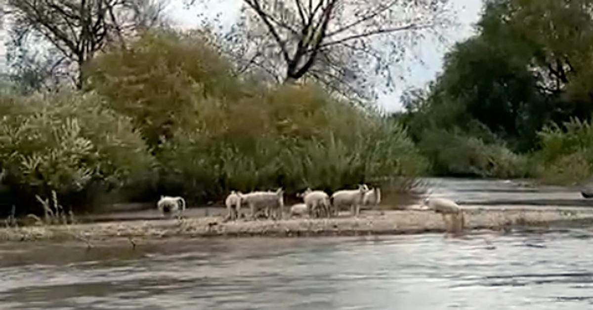 sheep-rescue